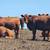65 Red Angus AI Exposed Heifers 1 thumbnail