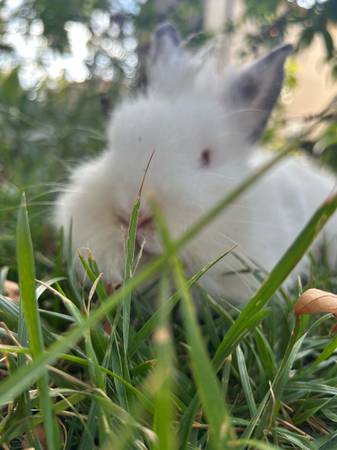 Lionhead bunnies (Vallejo)63836591914499121