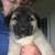 LGD Turkish Kangal Shepherd Puppies 1 thumbnail