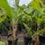 Banana Tree 🍌🍌 13 thumbnail