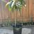 Loquat tree Seedling  5 ft - 5 year old 2 thumbnail
