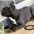 Male Frenchies for Rehome 15 thumbnail