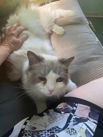 Missing white long-haired cat on the corner of Culver and first at Pho (Phoenix, Oregon)64213661087491120