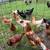 Hatching eggs 3 thumbnail