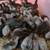 Guinea keets 1 thumbnail