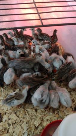 Guinea keets 1