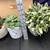 4 life-like faux succulent arrangements 6 thumbnail