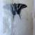 PhD ENTOMOLOGIST Collection: Zebra swallowtail butterfly dry specimen 2 thumbnail