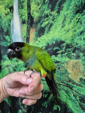 Nanday Conure (Burkburnett)63852007401731120