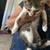 kittens 1 thumbnail