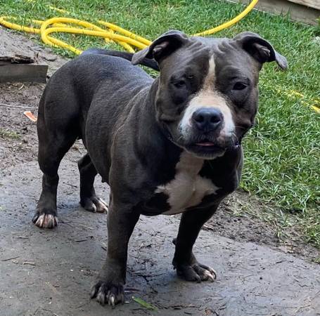 American Bully-female (Houston)63859317335425120