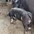 Pigs 5 thumbnail