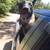 Female Belgian Malinois 7 thumbnail