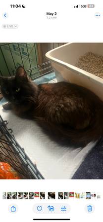 Quiet fluffy spayed female rescued cat (Beaufort)64146956196994120