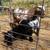 Pair Dwarf Goat kids 1 thumbnail