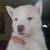 Husky Puppy 13 thumbnail