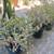 Free Jade plants and Cactus 1 thumbnail