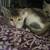 Kittens for small rehoming fee 4 thumbnail