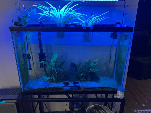 40 gallon tank with fish (Des Moines)63671589175171122