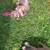 English bulldog lilac female 6 thumbnail