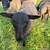 Gotland Sheep 8 thumbnail