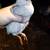 Quail coturnix birds and eggs 4 thumbnail