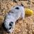 Border Collie X Australian Shepherd 13 thumbnail