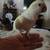 Whithe Quaker 1 thumbnail