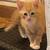 Kittens 3 thumbnail