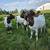 : BORE-GOATS. 2 thumbnail