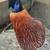 Male Temminck's Tragopan Pheasant 2 thumbnail