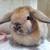 Holland lop rabbit 9 thumbnail