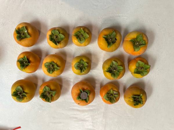 Large Organic Persimmons 1