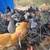 Pullets 3 thumbnail