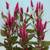 Celosia Cristata/Plumed Cocks Comb Seeds 2 thumbnail