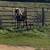 Pony for sale 1 thumbnail