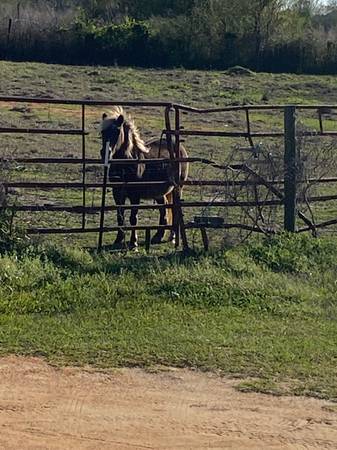 Pony for sale 1