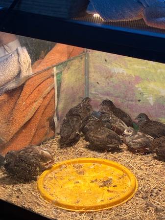 Button Quail 1