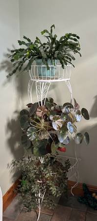 Beautiful plant stand with three healthy, beautiful plants 1