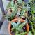 Lots of Plants Cactus Aloe Pregnant Onion Yucca Jade Vinca 2 thumbnail