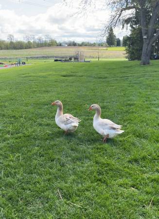 Buff geese 1