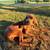 Redbone Coonhound 4 thumbnail