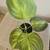 Artificial Table Top Greenery Potted Plant 6 thumbnail