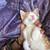 Two Sokoke kitty brothers ready to join your family! 10 thumbnail