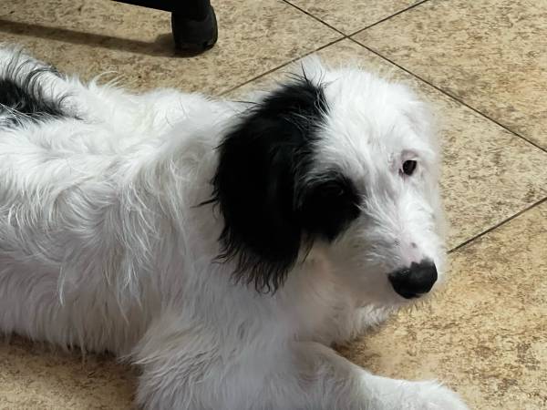 Furr Babies 2 chicas en adopción (Palm Desert)63439153105923121