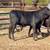 6 Blk Brangus heifers  gentle!!! 16 thumbnail