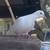 Doves 5 thumbnail