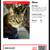 Lost Brown Tabby Cat Named Oliver 2 thumbnail
