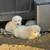 Great pyreness pups 4 thumbnail