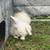 Bunnies 4 thumbnail